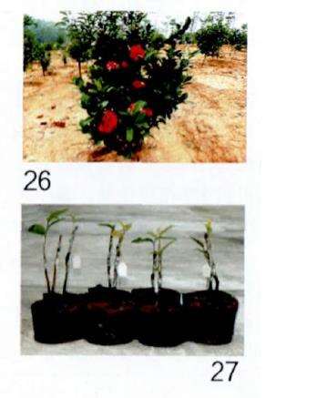 图解 茶花怎么覆膜嫁接的9个方法