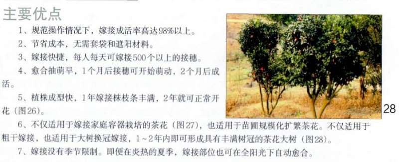 图解 茶花怎么覆膜嫁接的9个方法