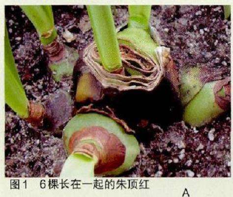 朱顶红怎么鳞茎顶切繁殖