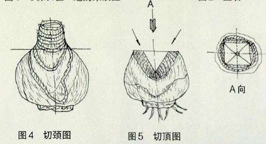 朱顶红怎么鳞茎顶切繁殖