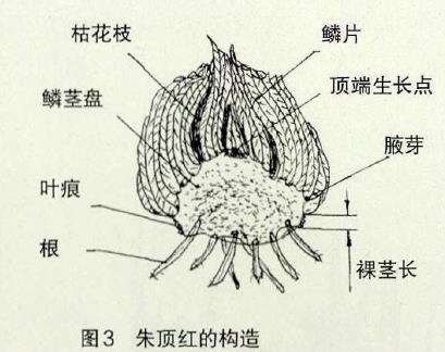 朱顶红怎么鳞茎顶切繁殖