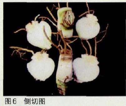 朱顶红怎么鳞茎侧切繁殖