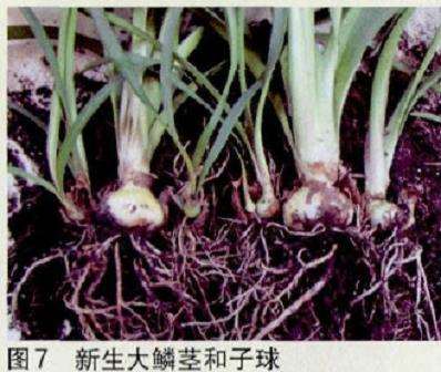 朱顶红怎么鳞茎侧切繁殖