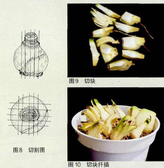 朱顶红怎么鳞茎全切繁殖的