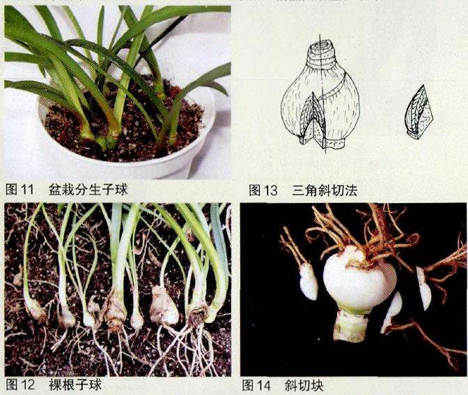 朱顶红怎么鳞茎全切繁殖的