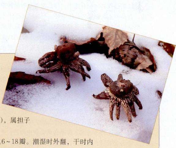 硬皮地星的生长习性和功效