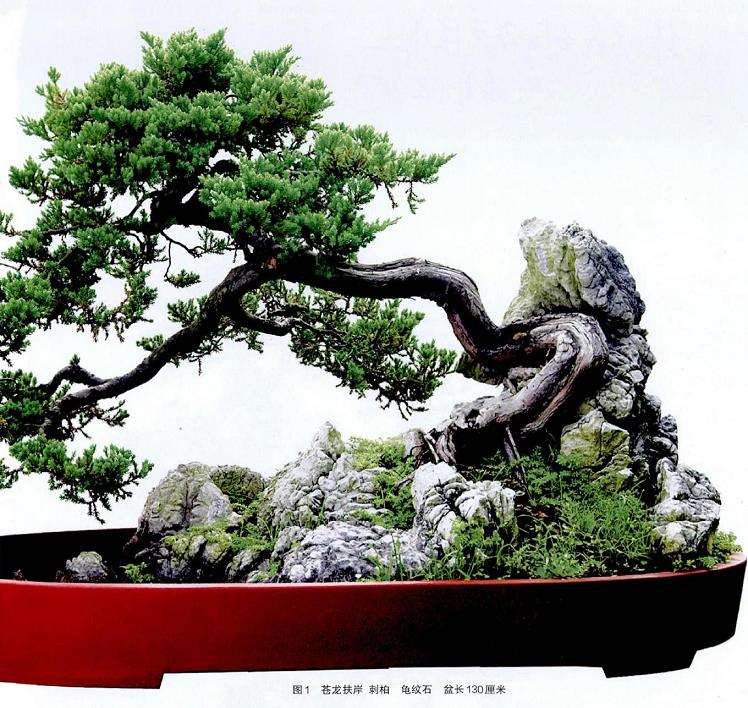林鸿鑫盆景