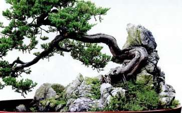 为林鸿鑫编著的《中国树石盆景》作序