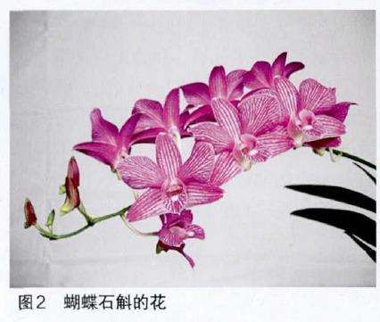 庭种养怎么蝴蝶石斛兰
