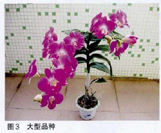庭种养怎么蝴蝶石斛兰