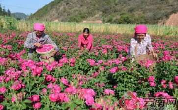 2019年昆明玫瑰供应链优化合作论坛