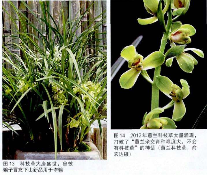 为什么传统兰花产业迟早将翻毁