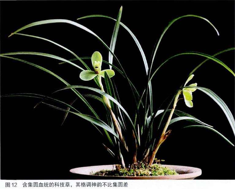 为什么传统兰花产业迟早将翻毁