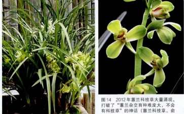 为什么传统兰花产业迟早将翻毁