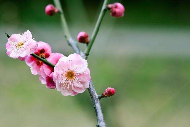 梅花开花时怎么养护的4个禁忌