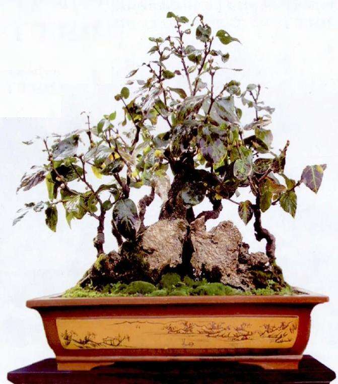 腊梅盆景怎么选盆用土