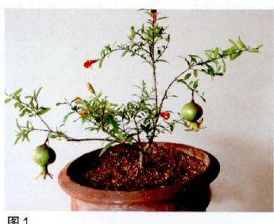 石榴盆栽配制盆土的3个方法 图片