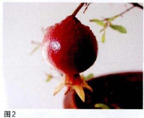 石榴盆栽配制盆土的3个方法 图片