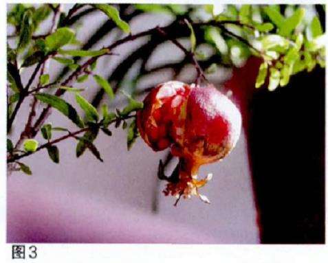 石榴盆栽配制盆土的3个方法 图片