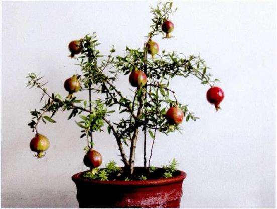 石榴盆栽配制盆土的3个方法 图片