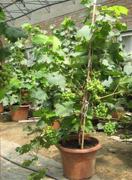 葡萄盆栽怎么容器选择和基质配制