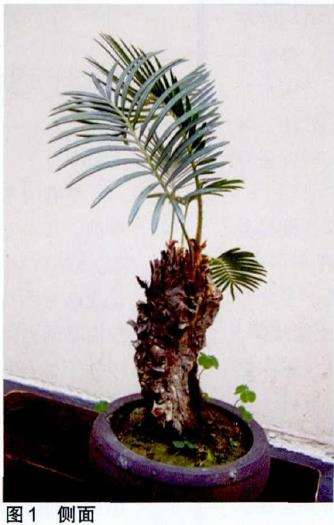 我是怎么把快死的铁树盆景
