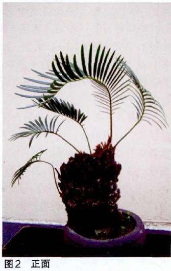 我是怎么把快死的铁树盆景