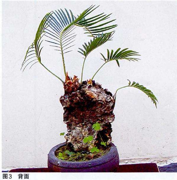 我是怎么把快死的铁树盆景