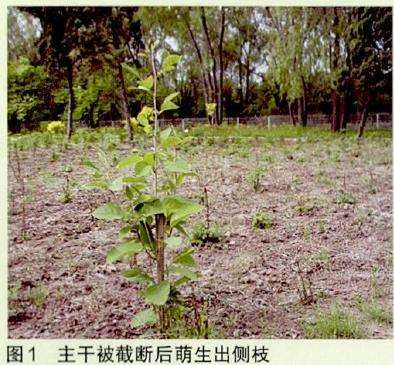 天女木兰怎么开花的过程