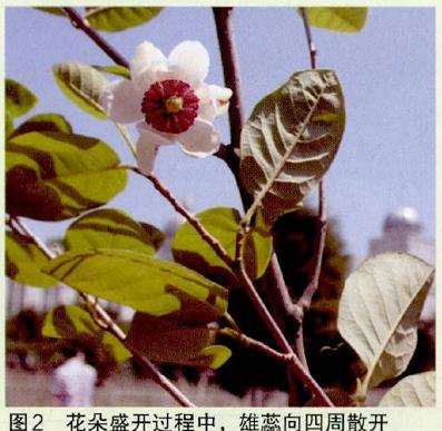 天女木兰怎么开花的过程