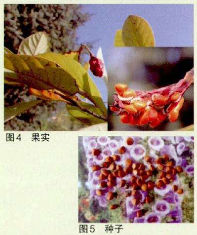天女木兰怎么开花的过程