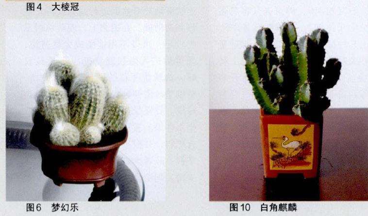 不同的多肉株形怎么配不同形状的盆