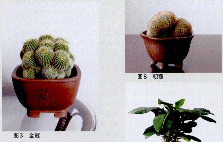 不同的多肉株形怎么配不同形状的盆