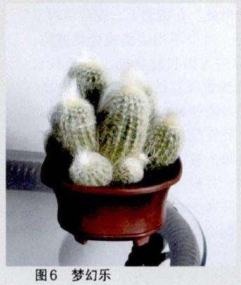 反差原理和三原色在多肉用盆