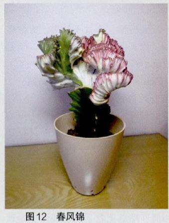 反差原理和三原色在多肉用盆