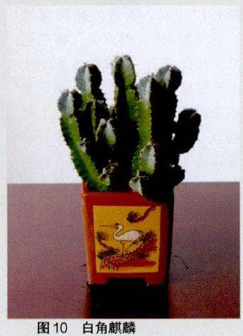 多肉植物怎么在盆底打孔的方法