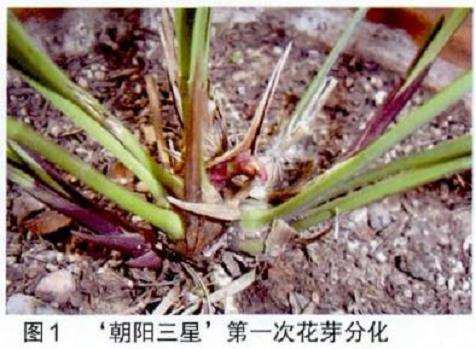 养兰花怎么选择透气好的盆器