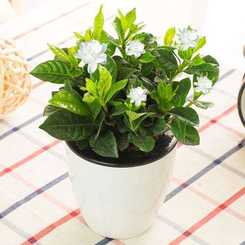 栀子花盆栽不开花的4个原因