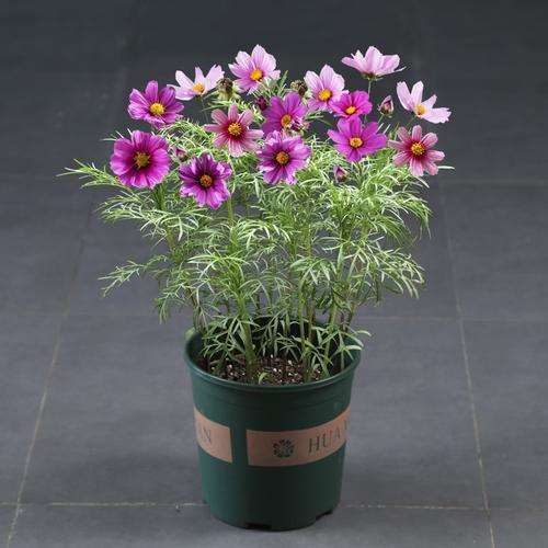 阳台盆栽怎么植株栽培的5个方法
