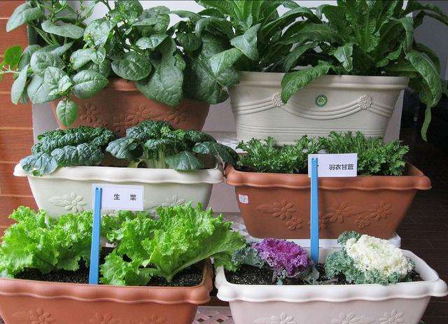阳台盆栽怎么植株栽培的5个方法