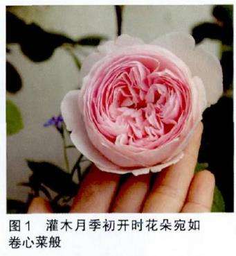 揭开灌木月季的身份和修剪方法