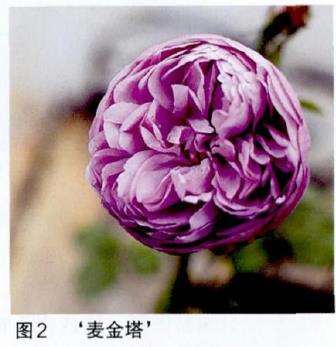 揭开灌木月季的身份和修剪方法