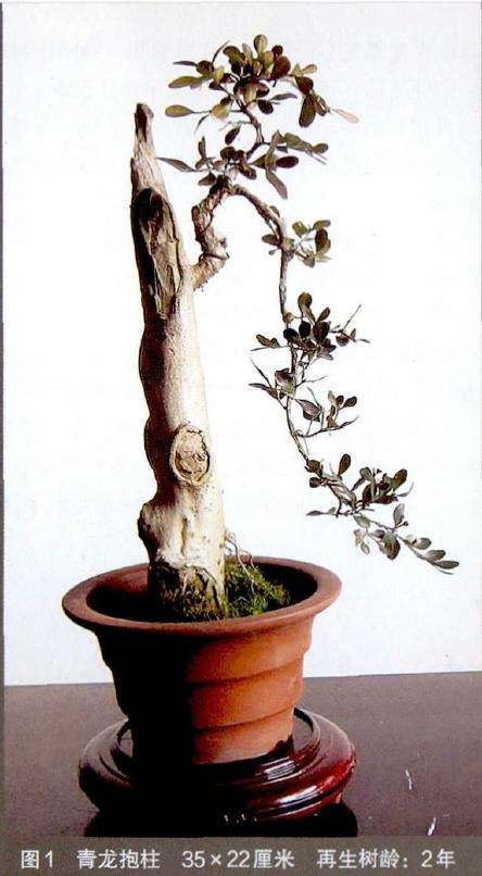 黄杨废枝杆怎么制作盆景