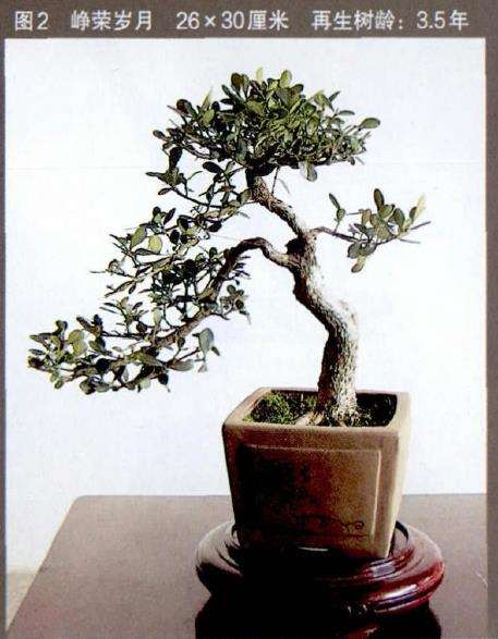 黄杨废枝杆怎么制作盆景