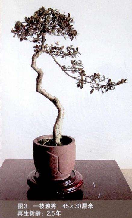 黄杨废枝杆怎么制作盆景