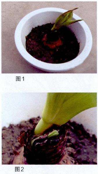 朱顶红怎么用紫药水救活