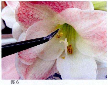 朱顶红怎么用紫药水救活