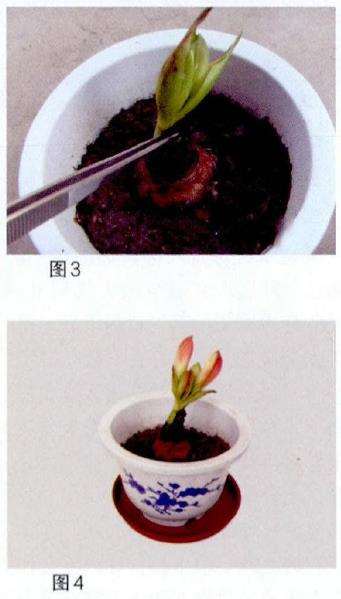 朱顶红怎么用紫药水救活