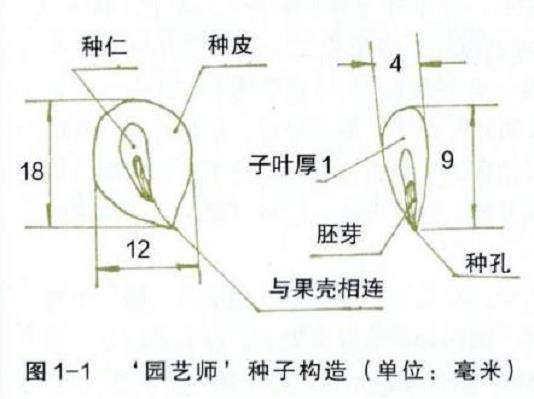 关于朱顶红怎么留种的