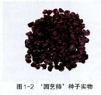 为什么朱顶红播种之前要催芽